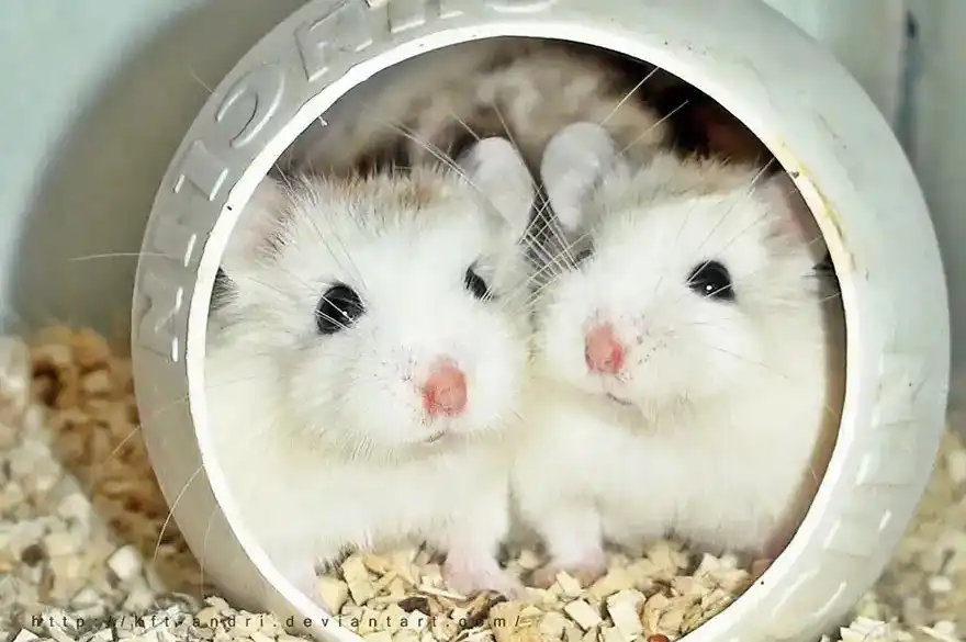 Cute hamster