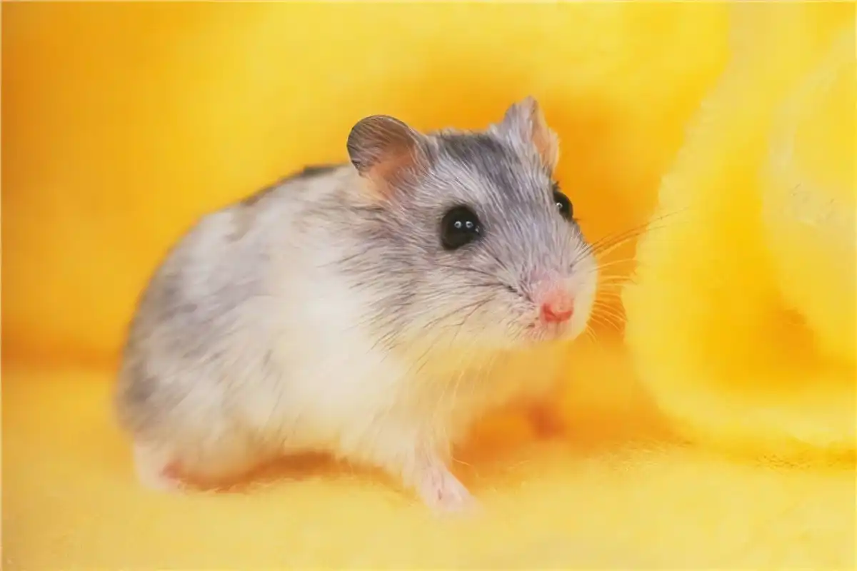 Hamster playing